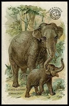 34 Asiatic Elephant